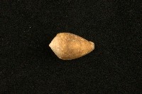 藏品(花冠芋螺)的圖片